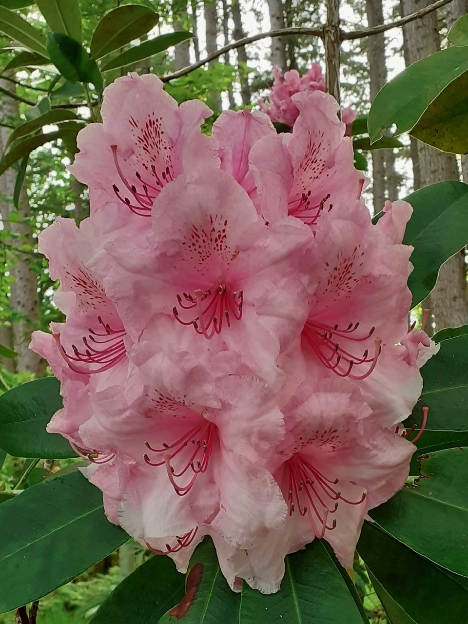 'Pink Pearl' AGM